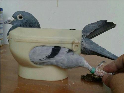 Racing Pigeon Medicine Feeder